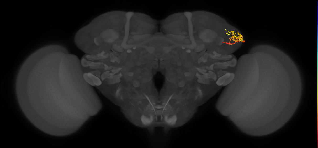 LHPV4a7_c_R (FlyEM-HB:759888036)