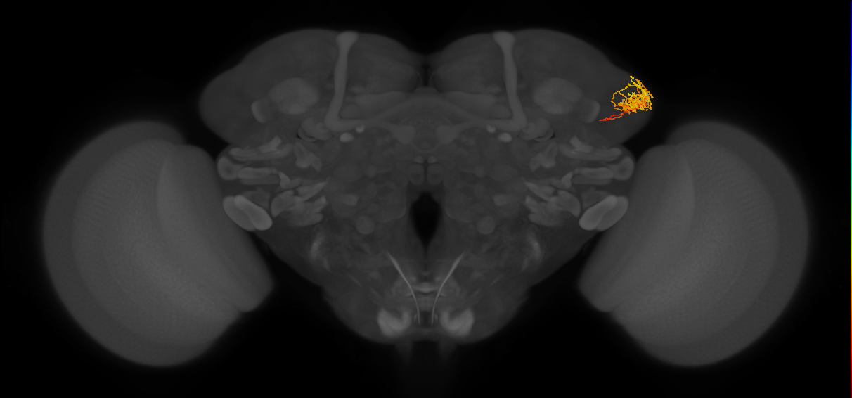 LHPV4a9_a_R (FlyEM-HB:820581604)