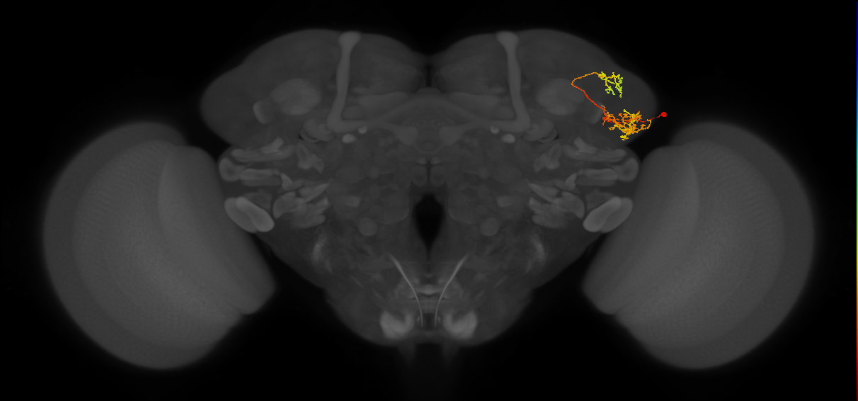 LHPV4b2_R (FlyEM-HB:636465174)