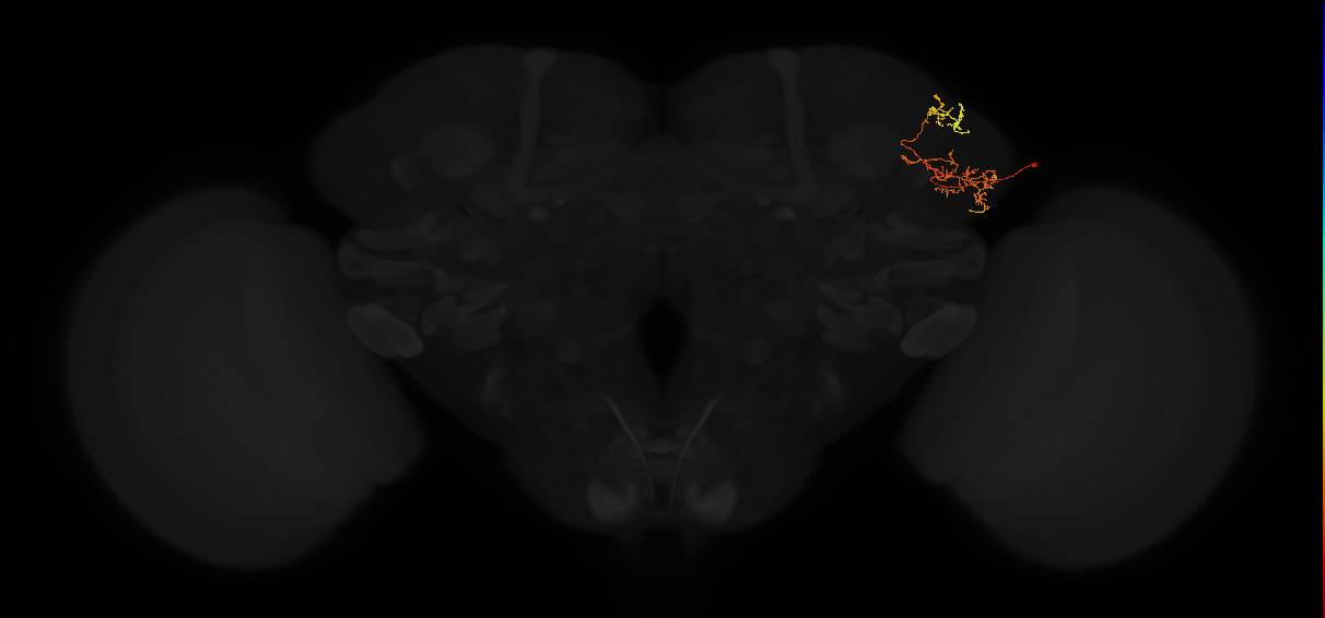 adult lateral horn PV4b4 neuron