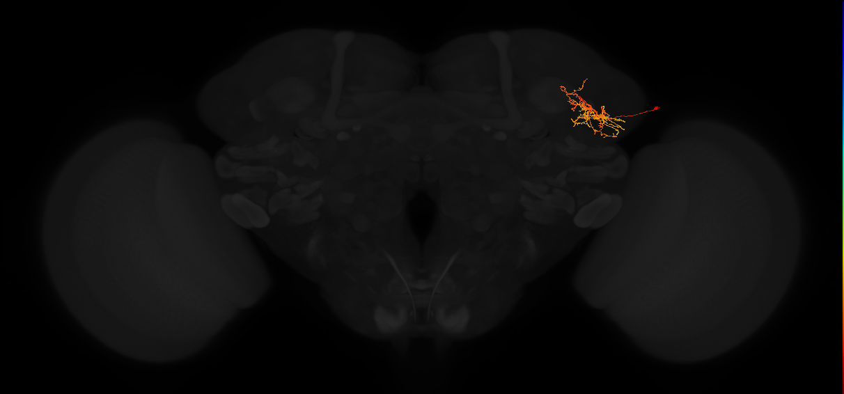 adult lateral horn PV4b5 neuron