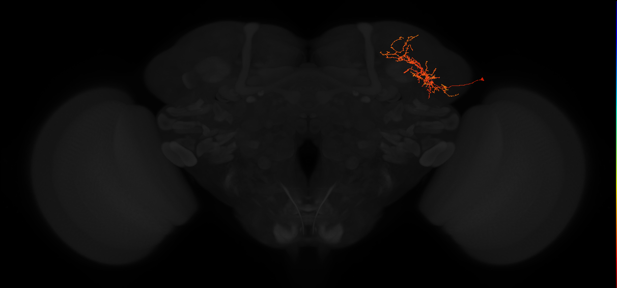 adult lateral horn PV4c4 neuron
