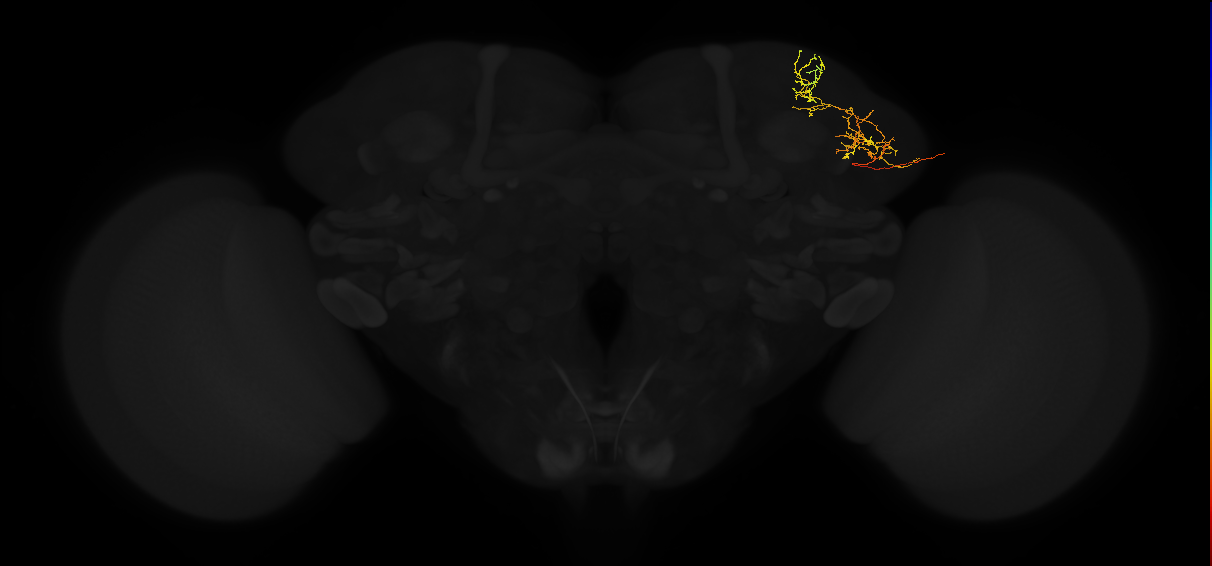 adult lateral horn PV4d1 neuron
