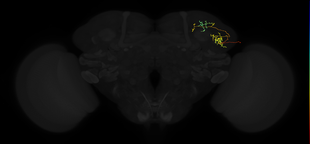 adult lateral horn PV4d2 neuron