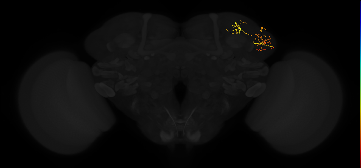 adult lateral horn PV4d3 neuron