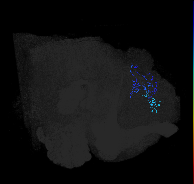 LHPV4d3_R (FlyEM-HB:514060419)