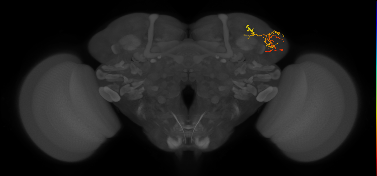 LHPV4d3_R (FlyEM-HB:514060419)