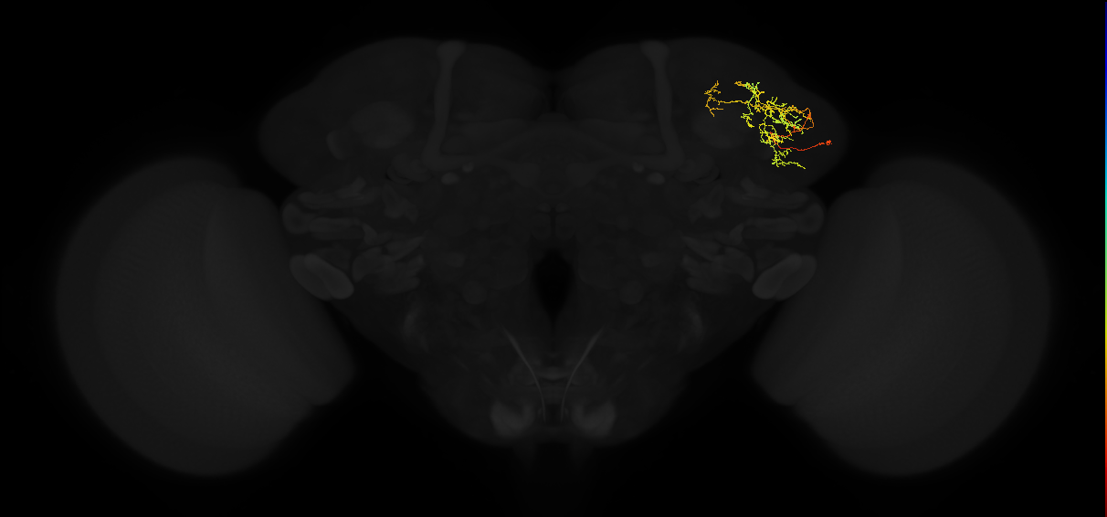 adult lateral horn PV4d4 neuron