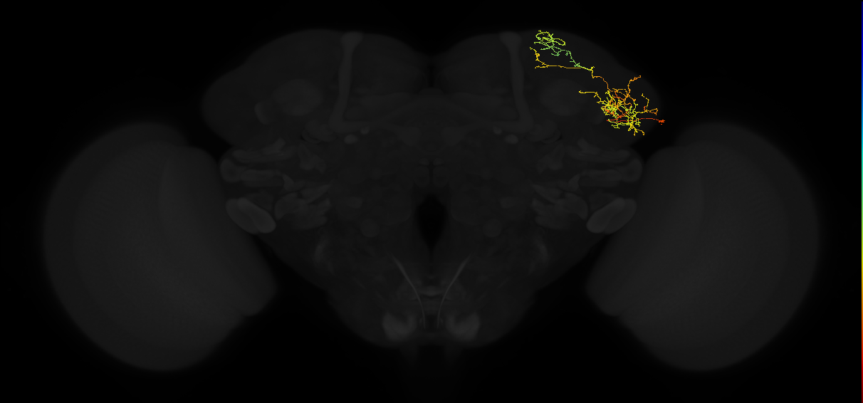 adult lateral horn PV4d6 neuron