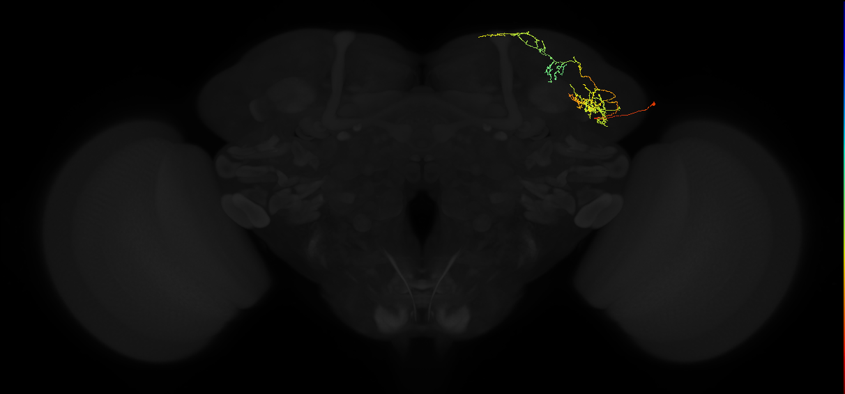 adult lateral horn PV4d7 neuron