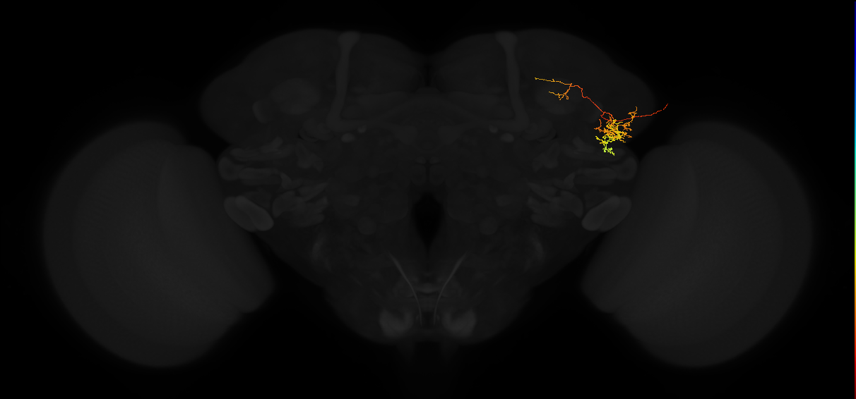 adult lateral horn PV4g1 neuron