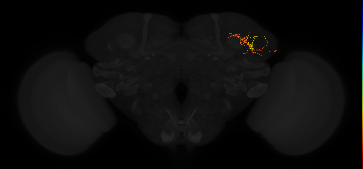 adult lateral horn PV4h1 neuron