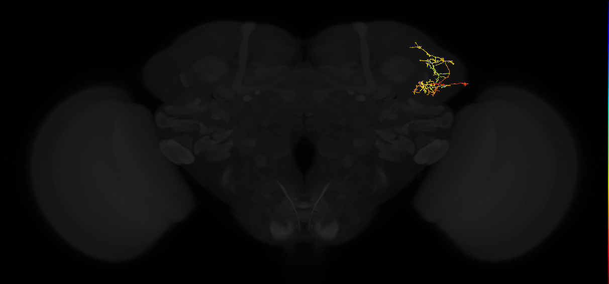 adult lateral horn PV4i2 neuron