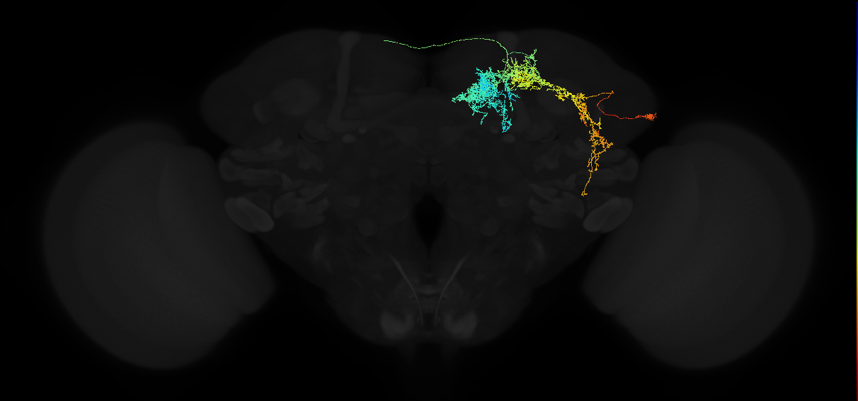 adult lateral horn PV4m1 neuron
