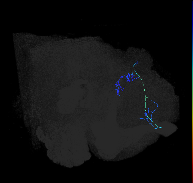 adult lateral horn PV5b2 neuron