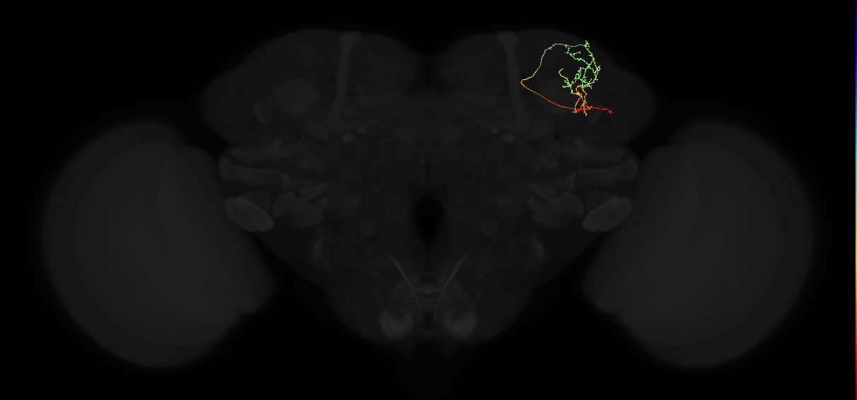 adult lateral horn PV5b6 neuron