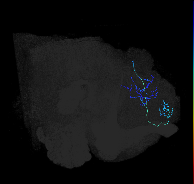 adult lateral horn PV5c1 neuron
