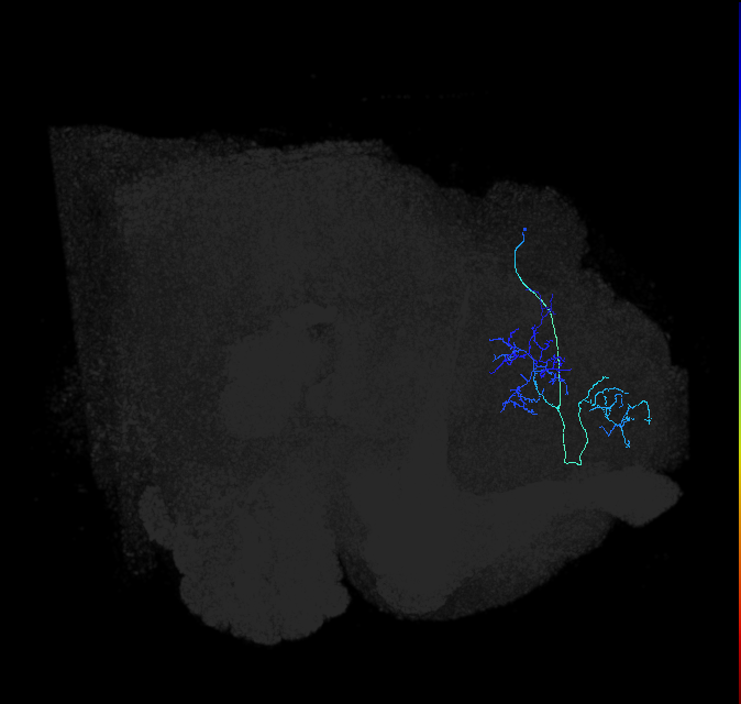 LHPV5c1_d_R (FlyEM-HB:422307542)