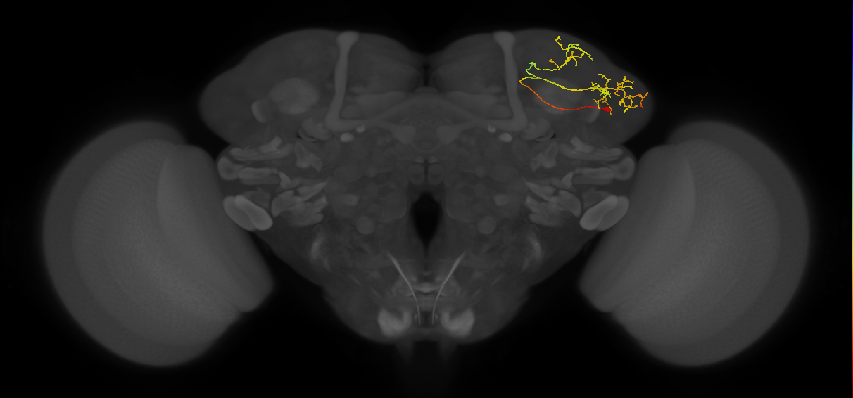 LHPV5c1_d_R (FlyEM-HB:422307542)