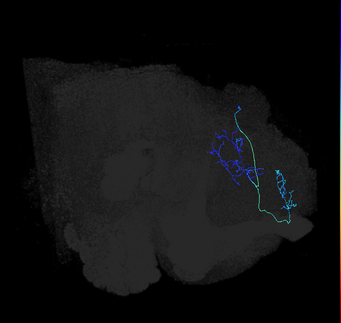 LHPV5c1_d_R (FlyEM-HB:699203489)