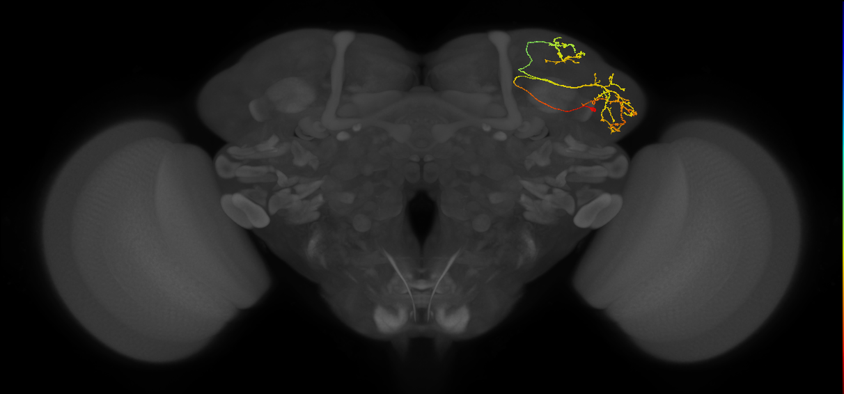LHPV5c1_d_R (FlyEM-HB:699203489)