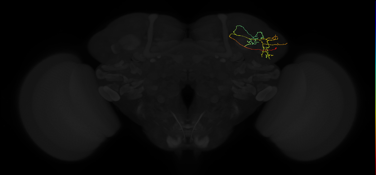adult lateral horn PV5c4 neuron