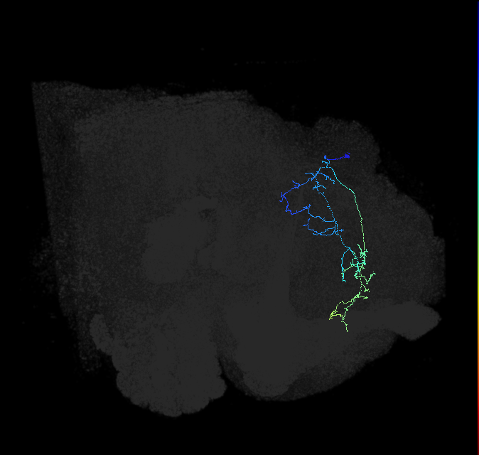 LHPV5g1_b_R (FlyEM-HB:639958133)