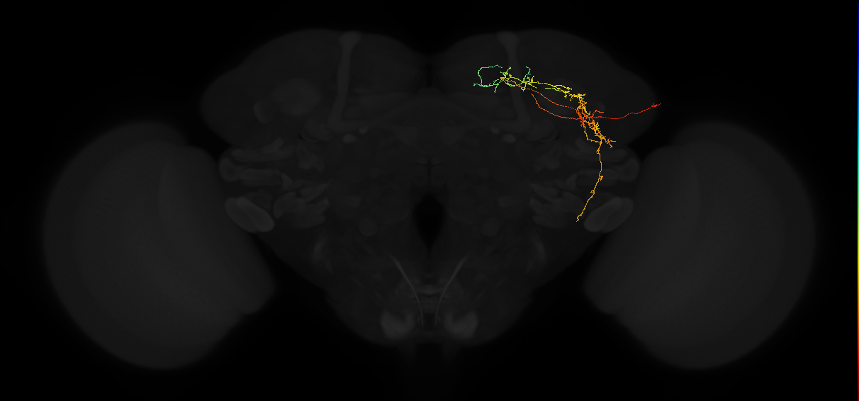 adult lateral horn PV5g1 neuron