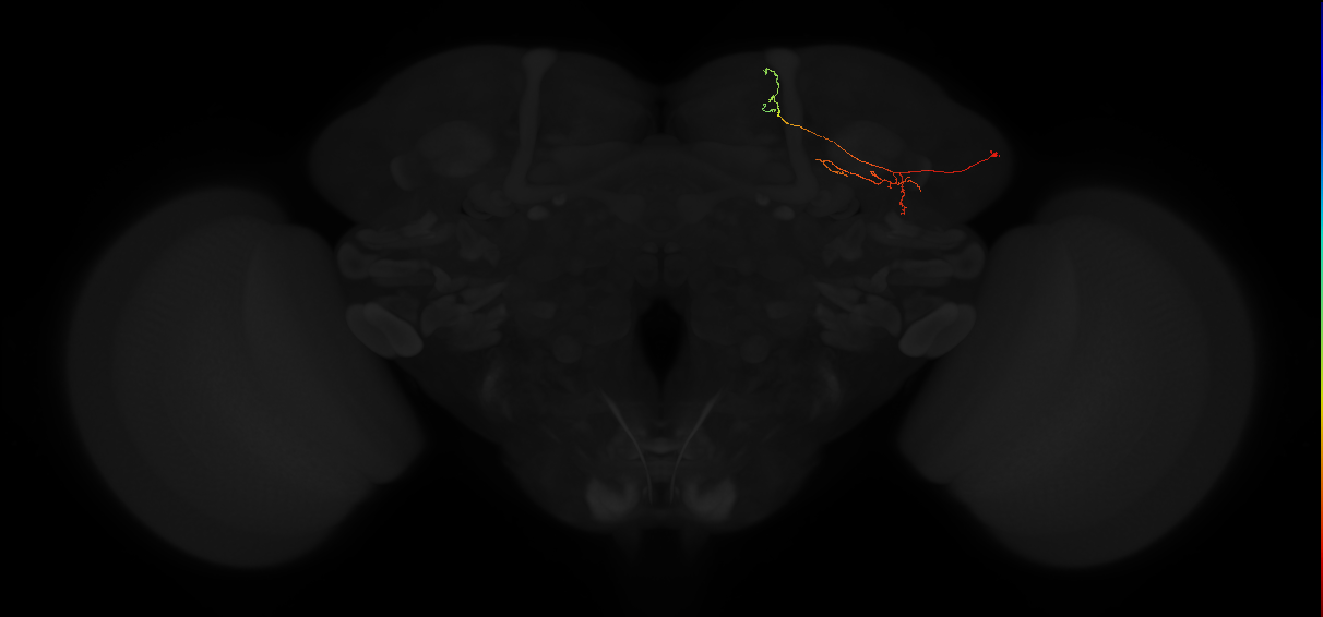 adult lateral horn PV5g2 neuron