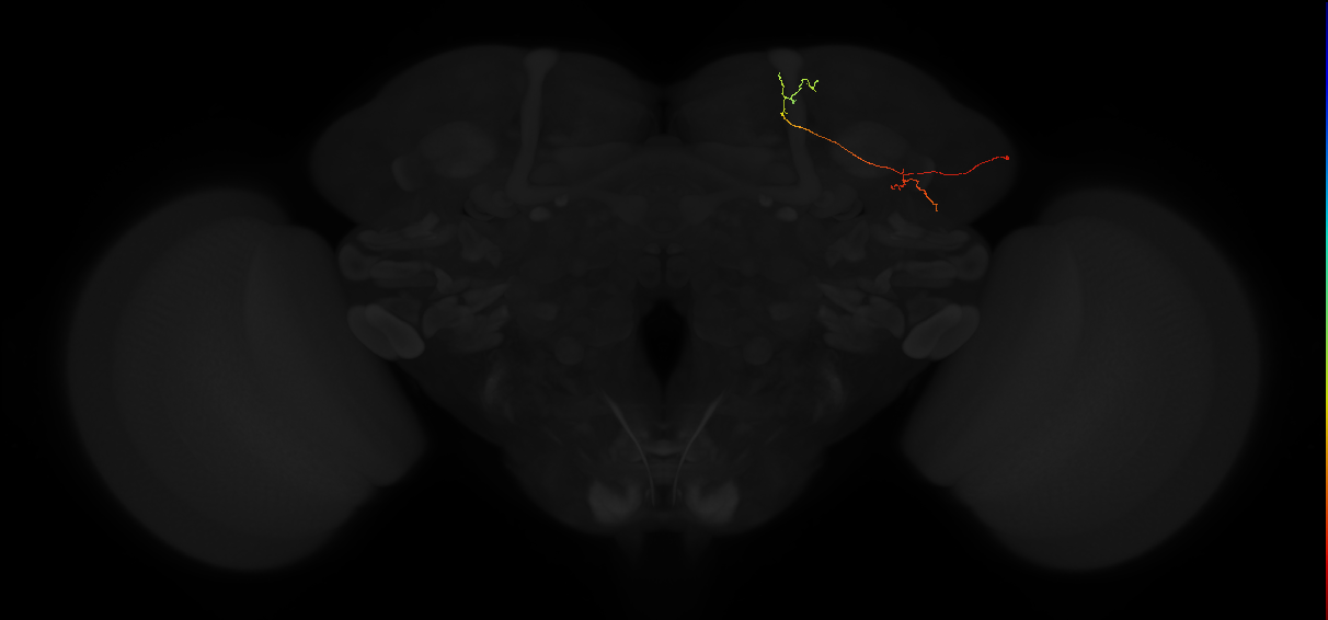 adult lateral horn PV5g2 neuron