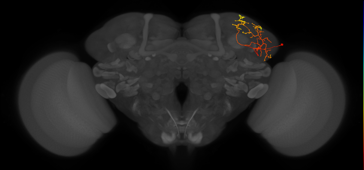 LHPV5h3_R (FlyEM-HB:419216386)