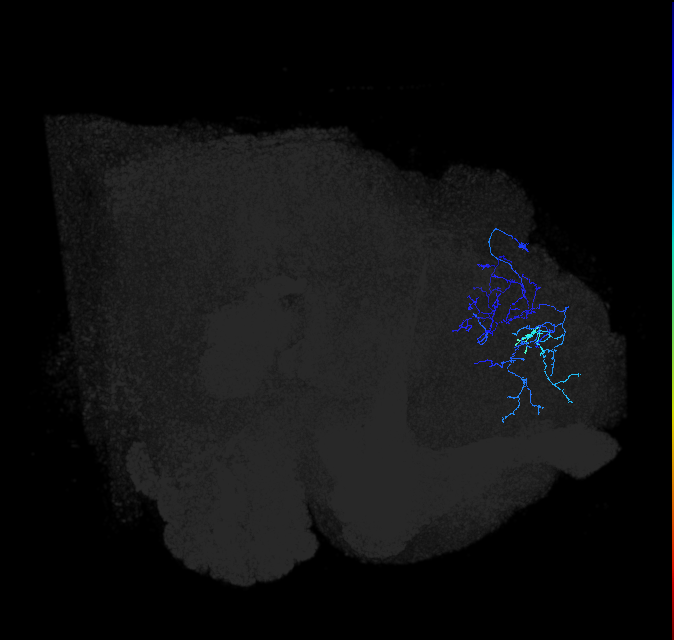 LHPV6a1_R (FlyEM-HB:5813012322)