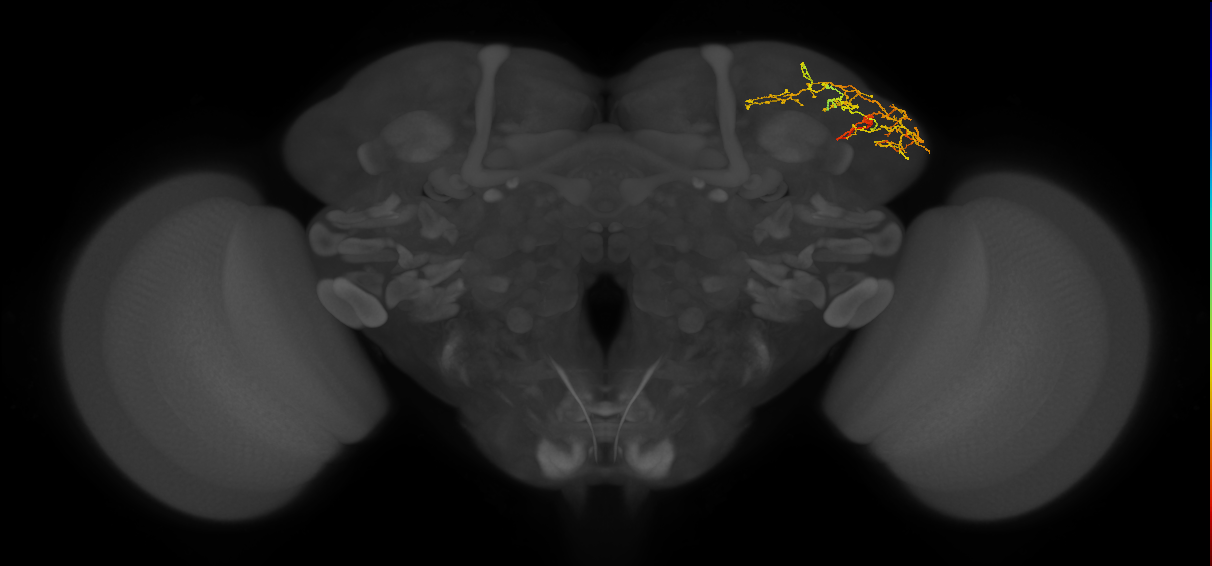 LHPV6a1_R (FlyEM-HB:5813012322)