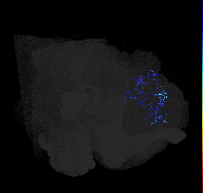 LHPV6a1_R (FlyEM-HB:511625768)