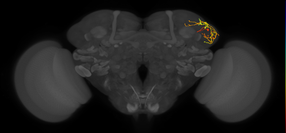 LHPV6a1_R (FlyEM-HB:511625768)