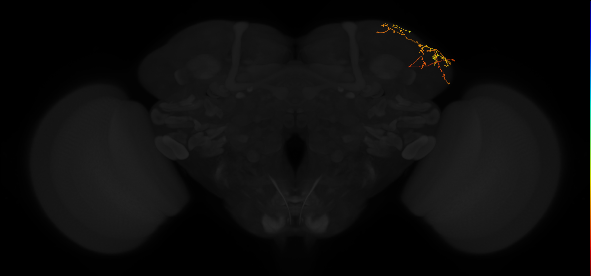 adult lateral horn PV6a6 neuron