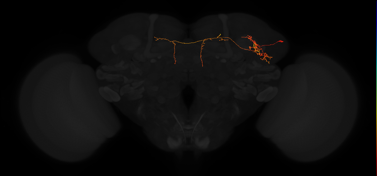 adult lateral horn PV6f1 neuron