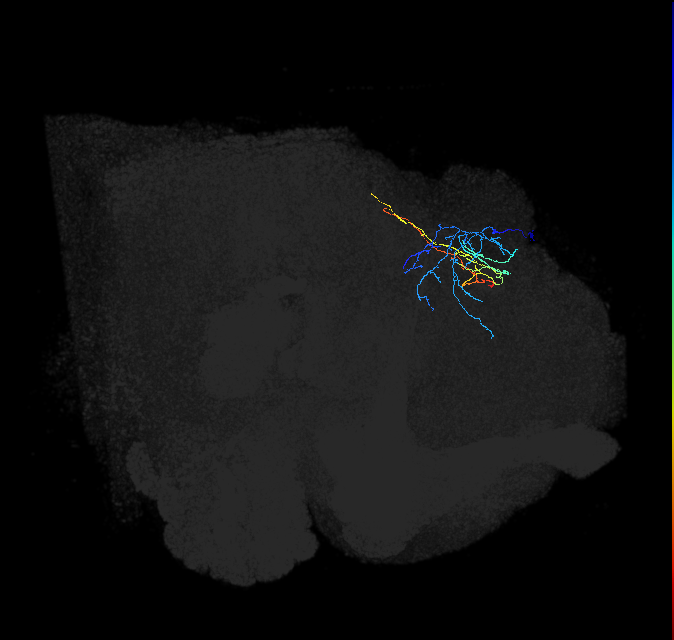 LHPV6f1_R (FlyEM-HB:695167675)