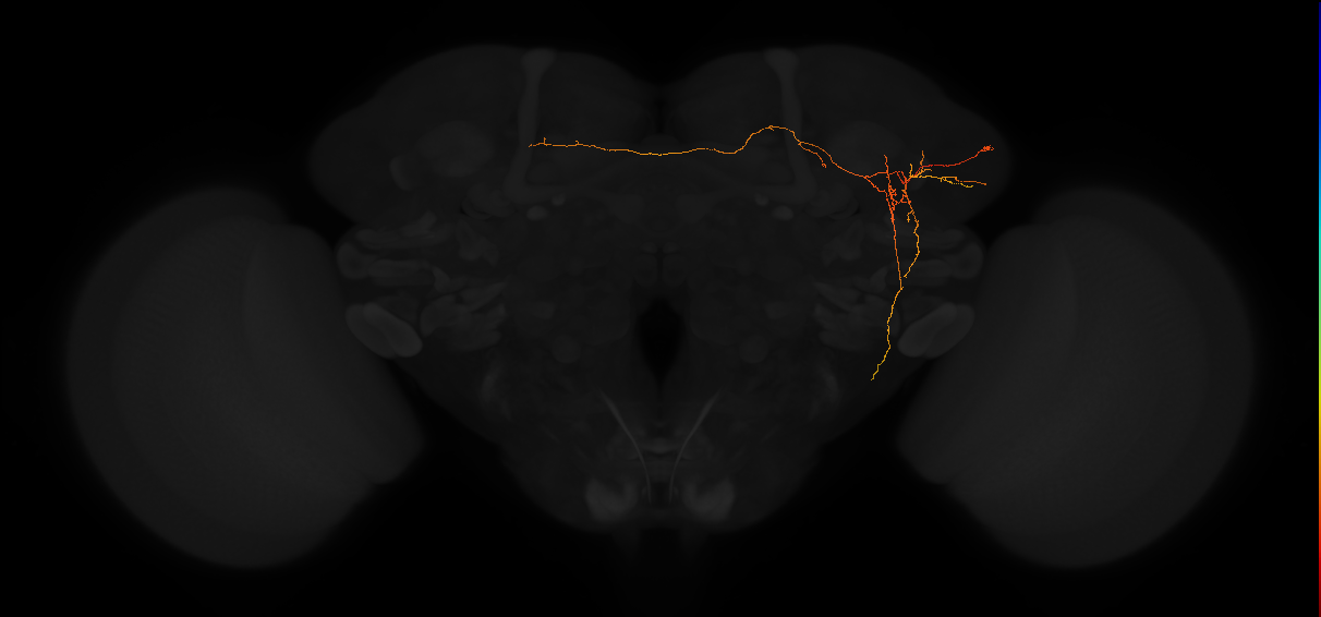 adult lateral horn PV6f2 neuron