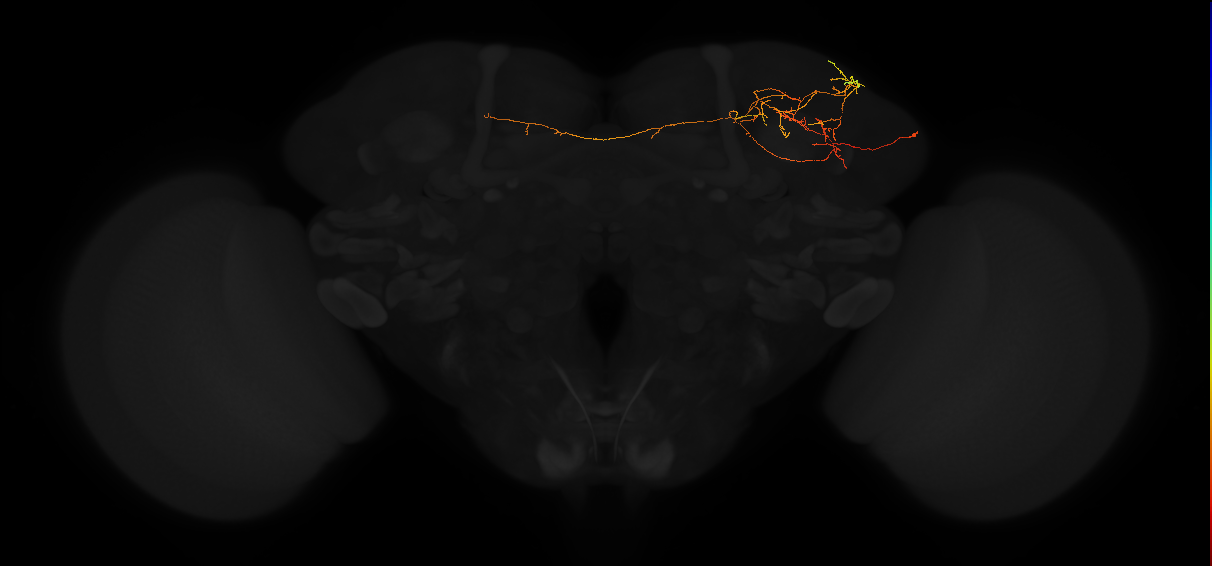 adult lateral horn PV6f3 neuron