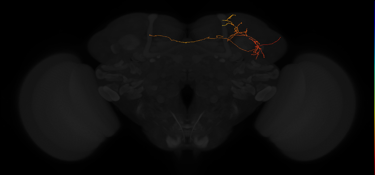 adult lateral horn PV6 neuron