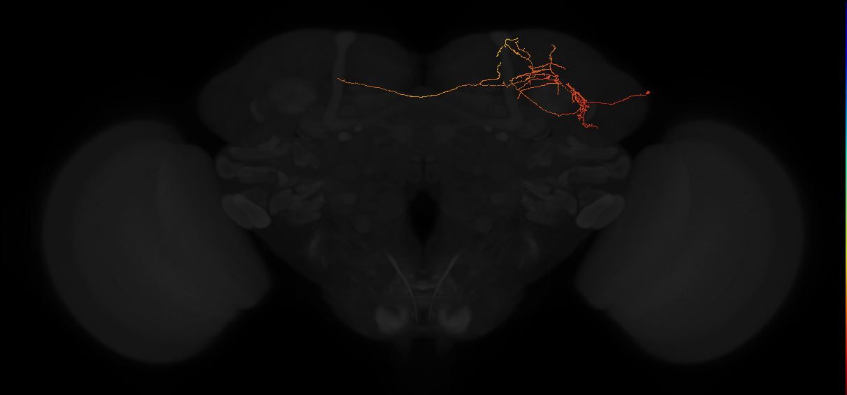 adult lateral horn PV6f4 neuron