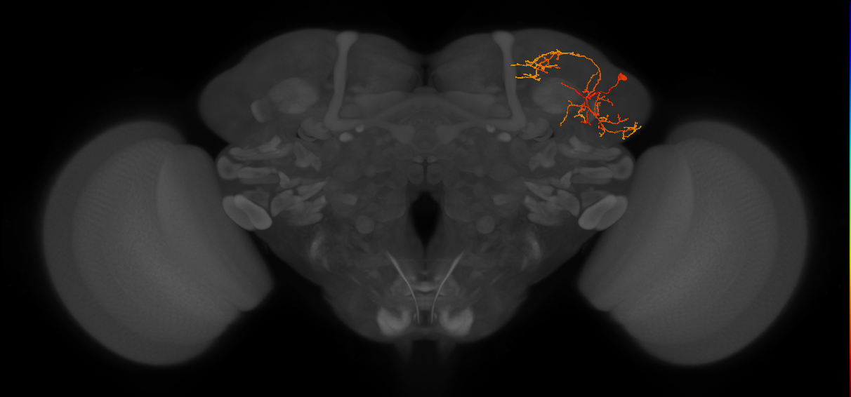 LHPV6h1_b_R (FlyEM-HB:696830498)