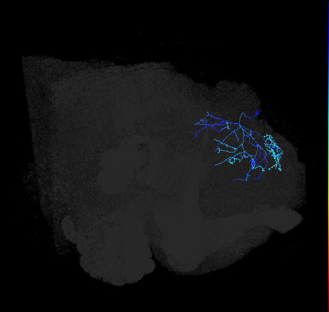 adult lateral horn PV6h2 neuron