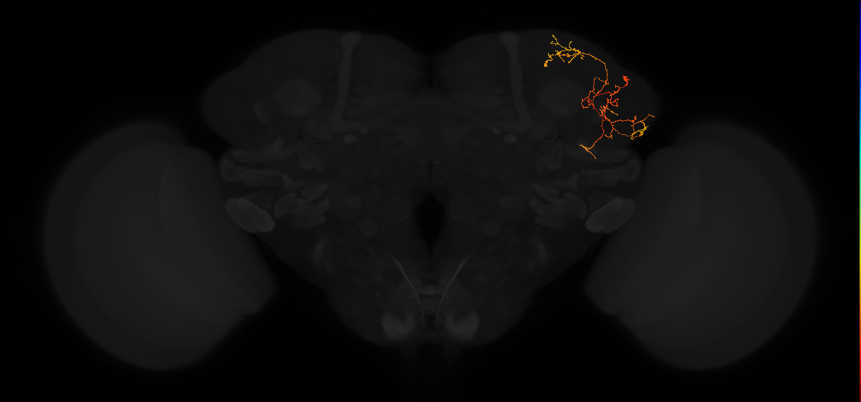 adult lateral horn PV6h3 neuron