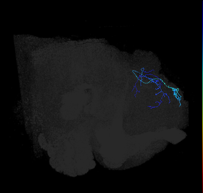 LHPV6i1_b_R (FlyEM-HB:481946285)