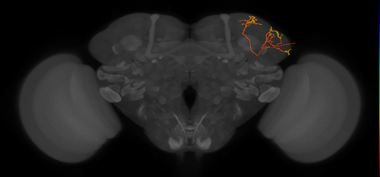 LHPV6i1_b_R (FlyEM-HB:481946285)