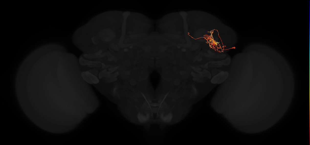 adult lateral horn PV6k2 neuron