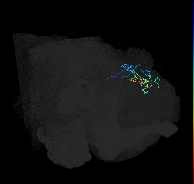 LHPV6n1_R (FlyEM-HB:664824047)