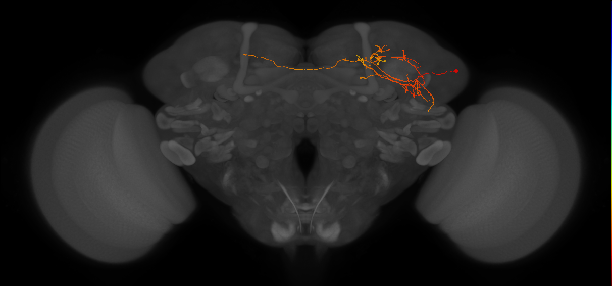 LHPV6n1_R (FlyEM-HB:664824047)